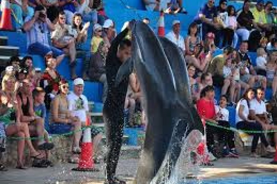 Dolphin Exciting Show